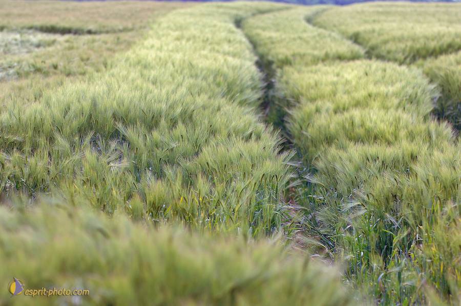 Nom de l'image : D2166613_1_(c)Norbert-JUNG — Description :  Champ de blÈ - animaux ‡ Philmain